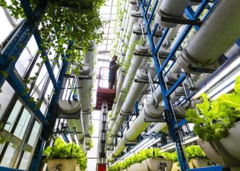 Panen Melimpah dari Ladang Vertikal 18 Meter di Tengah Kota