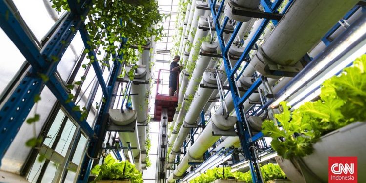 Panen Melimpah dari Ladang Vertikal 18 Meter di Tengah Kota