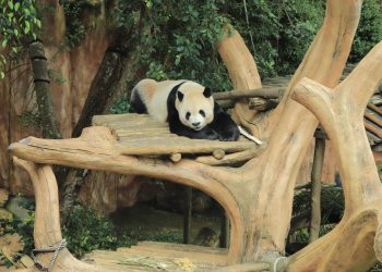 Upaya Wujudkan Kelahiran Bayi Panda Pertama di Indonesia di Taman Safari