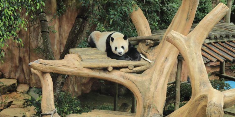 Upaya Wujudkan Kelahiran Bayi Panda Pertama di Indonesia di Taman Safari
