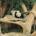 Upaya Wujudkan Kelahiran Bayi Panda Pertama di Indonesia di Taman Safari