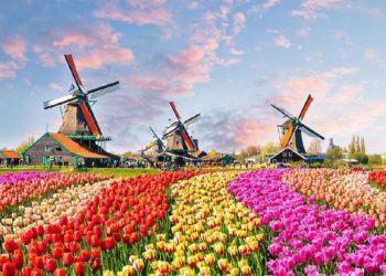 Belanda Ketakutan! Terancam Bangkrut Karena Kebijakan Presiden RI