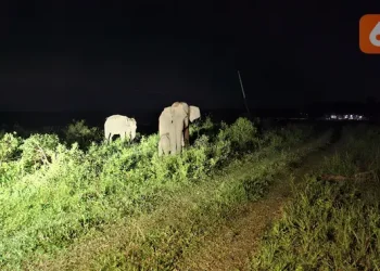 Konservasi Gajah di Aceh Fokus pada Pengayaan Pakan Hasil Kolaborasi Prabowo dan Raja Charles