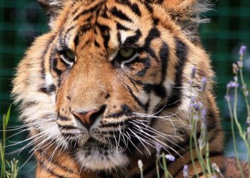 Bus Rusak di Hutan, 20 Wisatawan Terjebak Tanpa Pemandu di Habitat Harimau