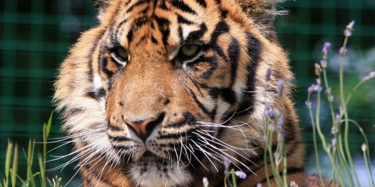 Bus Rusak di Hutan, 20 Wisatawan Terjebak Tanpa Pemandu di Habitat Harimau