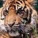 Bus Rusak di Hutan, 20 Wisatawan Terjebak Tanpa Pemandu di Habitat Harimau