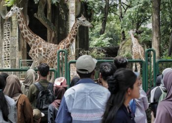 Kebun Binatang Ragunan Siap Menyambut Pengunjung untuk Wisata Malam