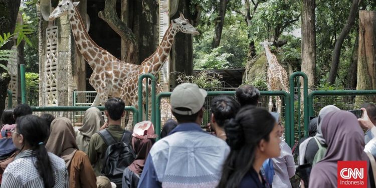 Kebun Binatang Ragunan Siap Menyambut Pengunjung untuk Wisata Malam