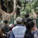 Kebun Binatang Ragunan Siap Menyambut Pengunjung untuk Wisata Malam