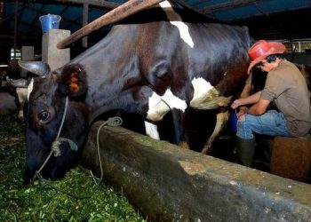 Pengusaha Pakan Ternak Ponorogo Ini Buktikan Manfaat KUR untuk Usahanya