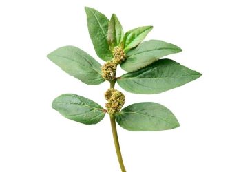 5 Khasiat Air Rebusan Daun Patikan Kebo untuk Kesehatan