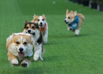 Aksi Menarik Anjing Corgi dalam Lomba Cepat di Event Dunia