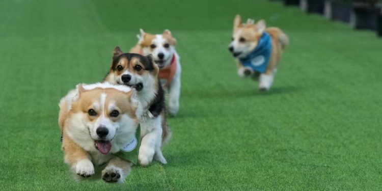 Aksi Menarik Anjing Corgi dalam Lomba Cepat di Event Dunia