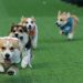 Aksi Menarik Anjing Corgi dalam Lomba Cepat di Event Dunia