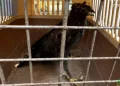 Pajang Burung Dilindungi Ilegal di Wisata Pantai, Pemilik Terancam 15 Tahun Penjara