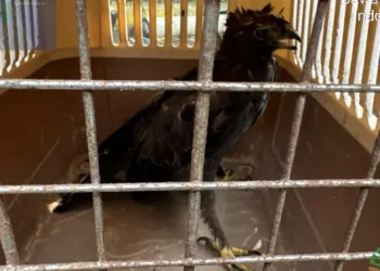 Pajang Burung Dilindungi Ilegal di Wisata Pantai, Pemilik Terancam 15 Tahun Penjara