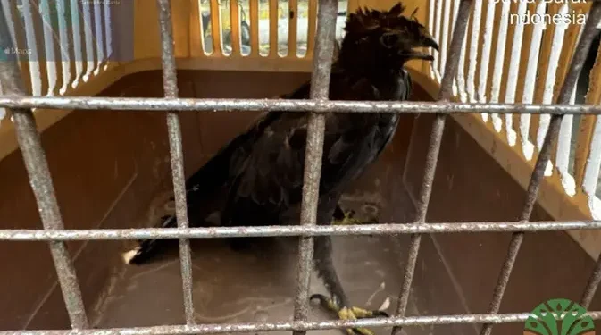 Pajang Burung Dilindungi Ilegal di Wisata Pantai, Pemilik Terancam 15 Tahun Penjara