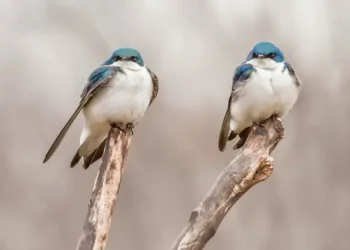 Wisata Pengamatan Burung Meningkat, Kolombia dan Afrika Selatan Jadi Pionir