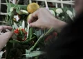 Turis Melanggar Etika dengan Minum di Acara Pemakaman Membuat Warga Setempat Kesal