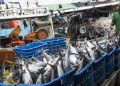 5 Ikan Aman untuk Penderita Kolesterol dan Asam Urat