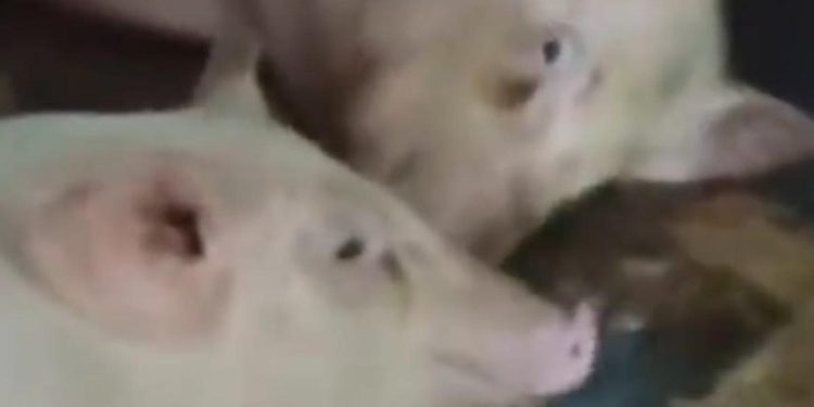 Mobil SPPG Angkut Ternak Babi dan Ayam Dilaporkan ke Polisi