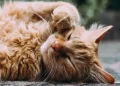 6 Metode Ilmiah untuk Meningkatkan Hubungan dengan Kucing Anda