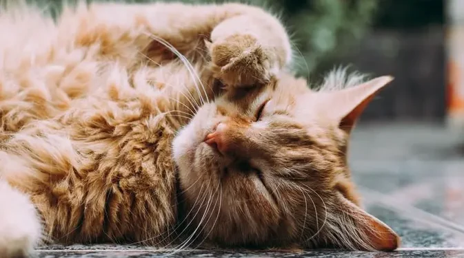 6 Metode Ilmiah untuk Meningkatkan Hubungan dengan Kucing Anda