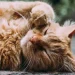 6 Metode Ilmiah untuk Meningkatkan Hubungan dengan Kucing Anda
