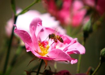Riset Pengganti Plastik dan Sunscreen Berbahan Serbuk Sari di Singapura