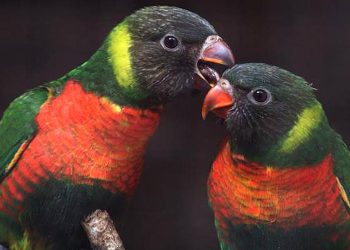 3 Berita Terkini: 40 Burung Perkici Dada Merah Kembali ke Indonesia dari Inggris