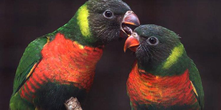 3 Berita Terkini: 40 Burung Perkici Dada Merah Kembali ke Indonesia dari Inggris