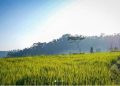 12 Tempat Makan Enak dan Resto Kekinian di Sragen 2025
