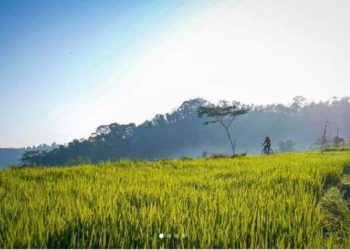 12 Tempat Makan Enak dan Resto Kekinian di Sragen 2025