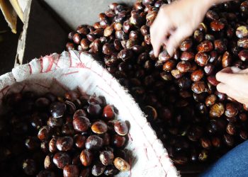 Resep Jengkol Empuk dan Tidak Bau Sederhana dengan 5 Variasi