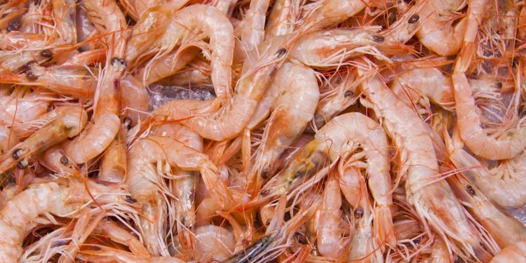 Berapa Lama Udang Bisa Disimpan di Kulkas agar Tidak Cepat Busuk?
