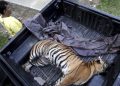 Teror Harimau, Bocah Selamatkan Ayah yang Diterkam Banteng