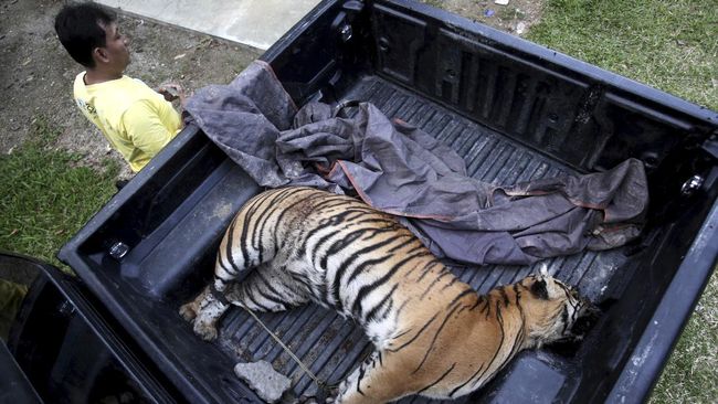 Teror Harimau, Bocah Selamatkan Ayah yang Diterkam Banteng