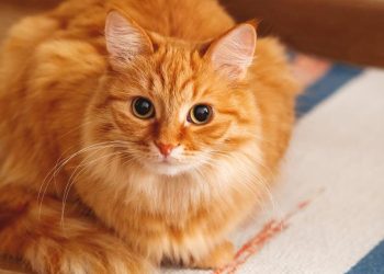Kucing Oren Depan FX Viral Jadi Tujuan Wisata Bintang Lima di Google