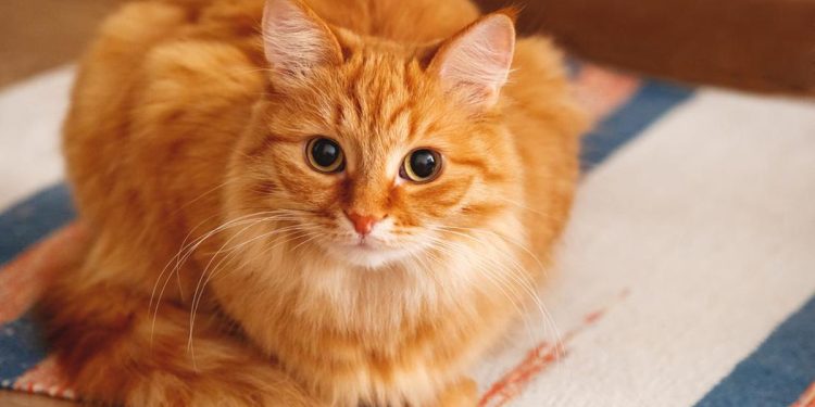 Kucing Oren Depan FX Viral Jadi Tujuan Wisata Bintang Lima di Google