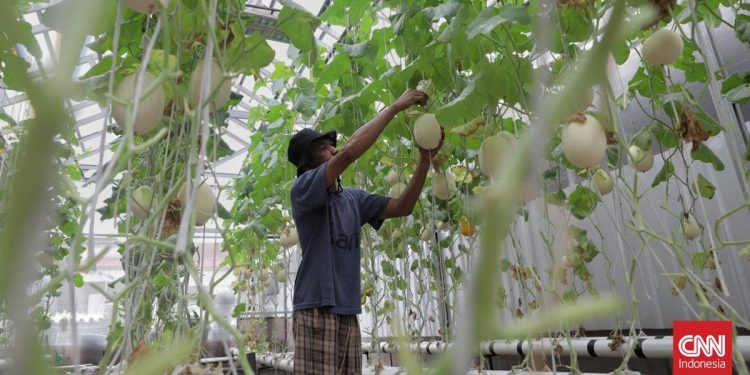 Pemberdayaan Pemulung dengan Kebun Melon Hidroponik
