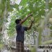Pemberdayaan Pemulung dengan Kebun Melon Hidroponik