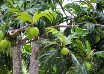 Buah Sakti Antipetaka Incaran Eropa Viral Dimakan Mentah Sesuai Tradisi Leluhur