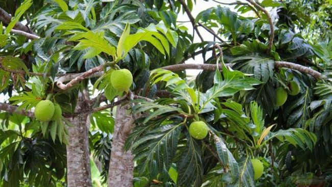 Buah Sakti Antipetaka Incaran Eropa Viral Dimakan Mentah Sesuai Tradisi Leluhur