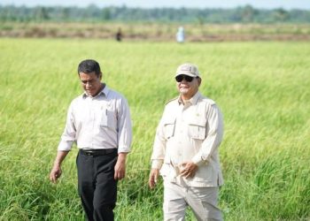 Belajar dari Soeharto, Prabowo Sukses Swasembada Beras dalam Setahun