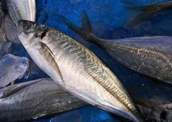 Bolehkah Makan Ikan Tongkol saat Diet? Manfaat, Kandungan, dan Cara Aman Mengonsumsinya