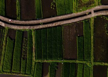 Luas Panen Padi Aceh Diprediksi Naik Signifikan di Tahun 2025