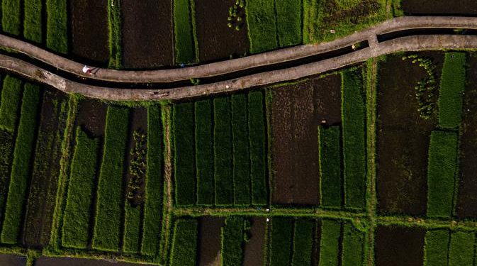 Luas Panen Padi Aceh Diprediksi Naik Signifikan di Tahun 2025