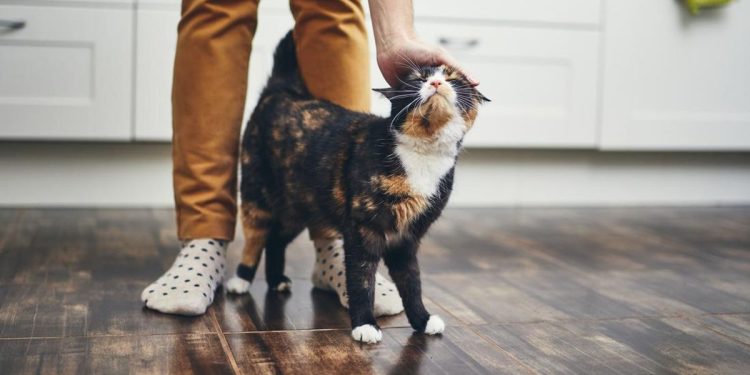 Cara Mencari Kucing yang Hilang Tanpa Panik