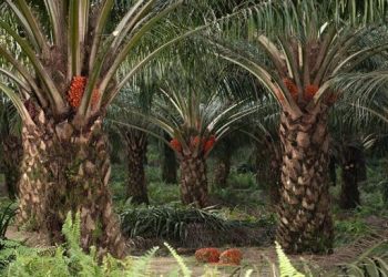 Tanaman yang Dibuang Warga RI Ternyata Menyimpan Harta Karun Berharga