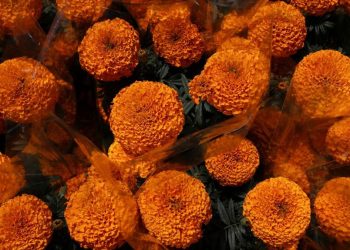 9 Jenis Bunga Mudah Ditanam untuk Taman Indah dan Praktis